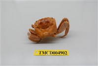 藏品(中型東方蟹)的圖片